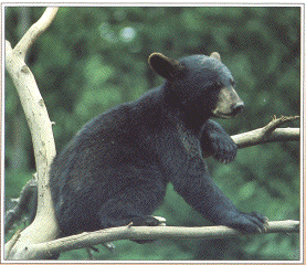 Black Bear