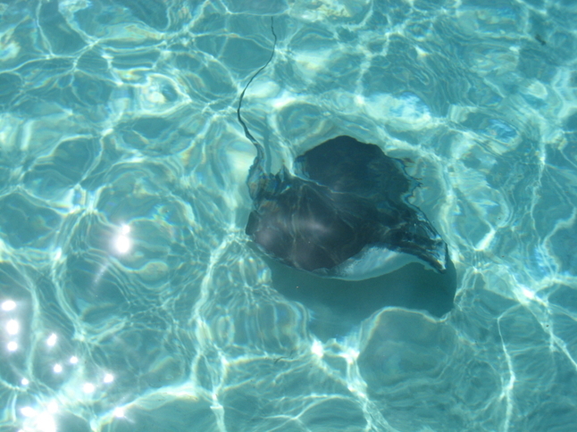 Stingray City